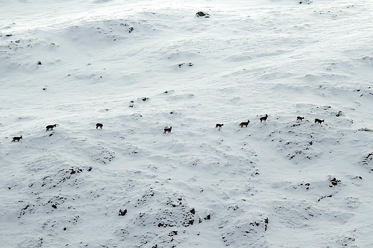 Dağ Keçi̇leri̇ Munzur (1)