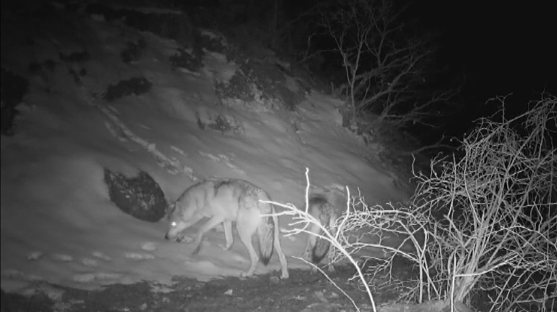 Fotokapan Yaban Hayat (1)