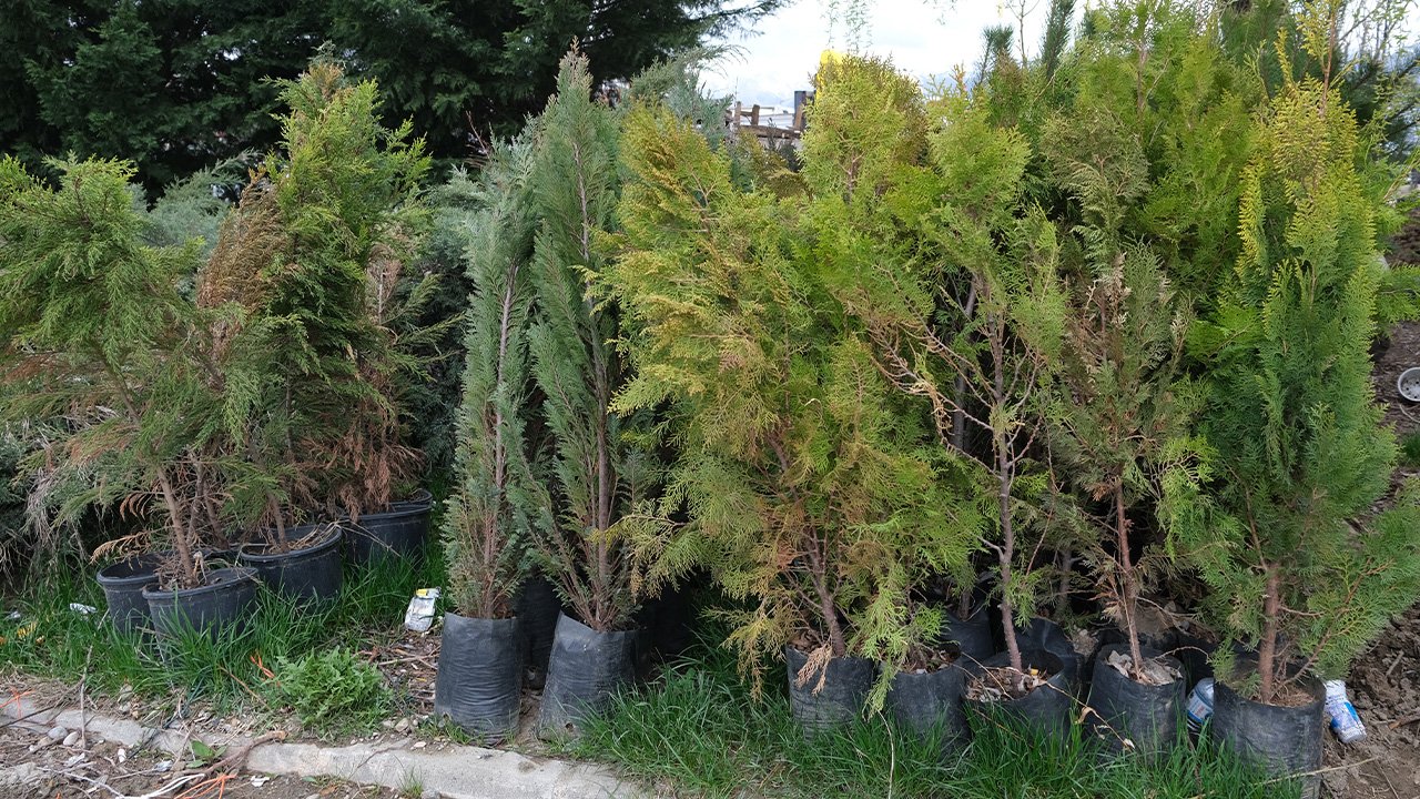 Gül Ve Ağaç Fi̇deleri̇ 2