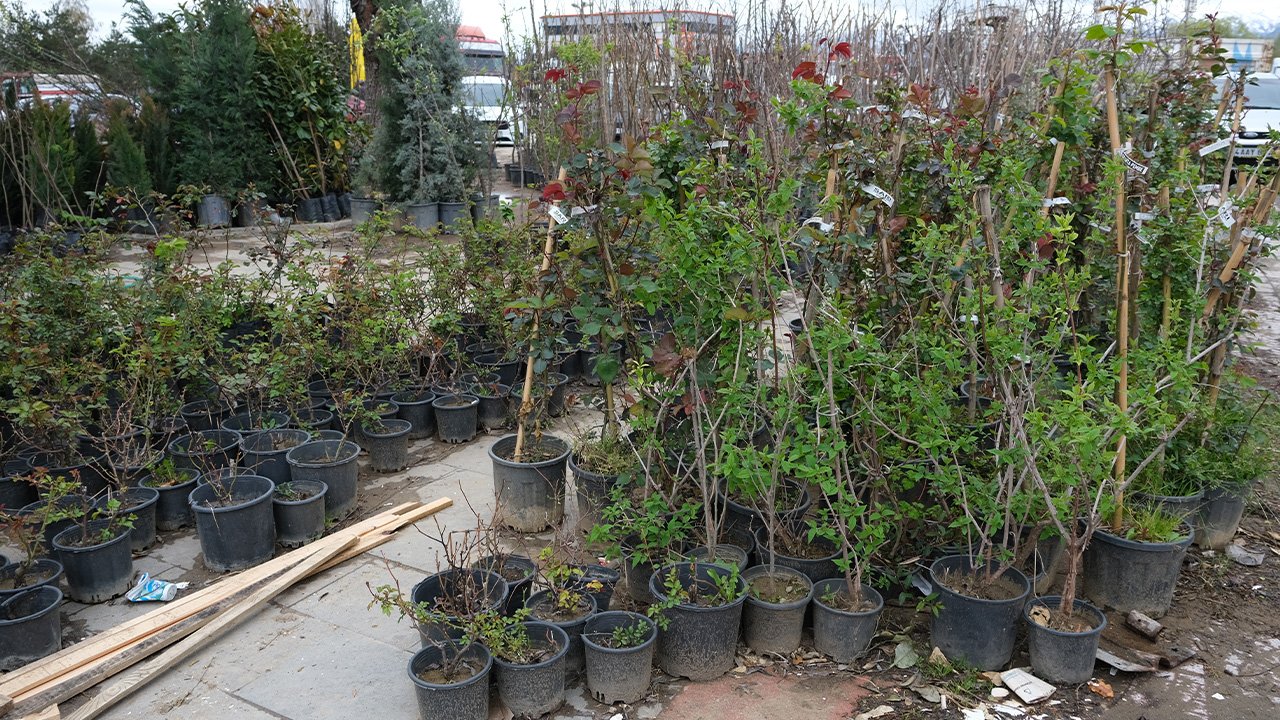 Gül Ve Ağaç Fi̇deleri̇ 3