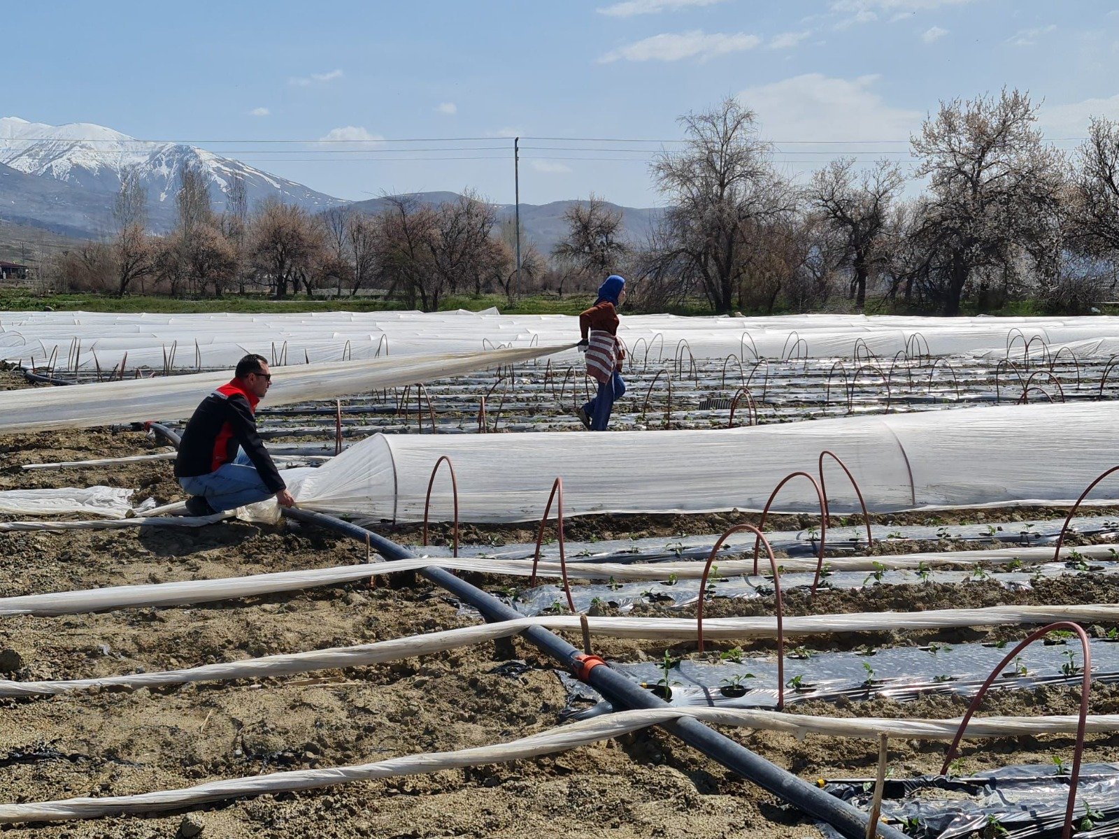 Kapya Bi̇ber Üzümlü (6)