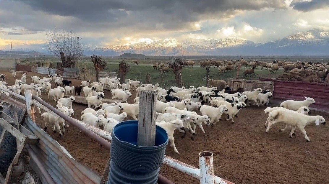 Kuzular Bahar Mevsi̇m (1)