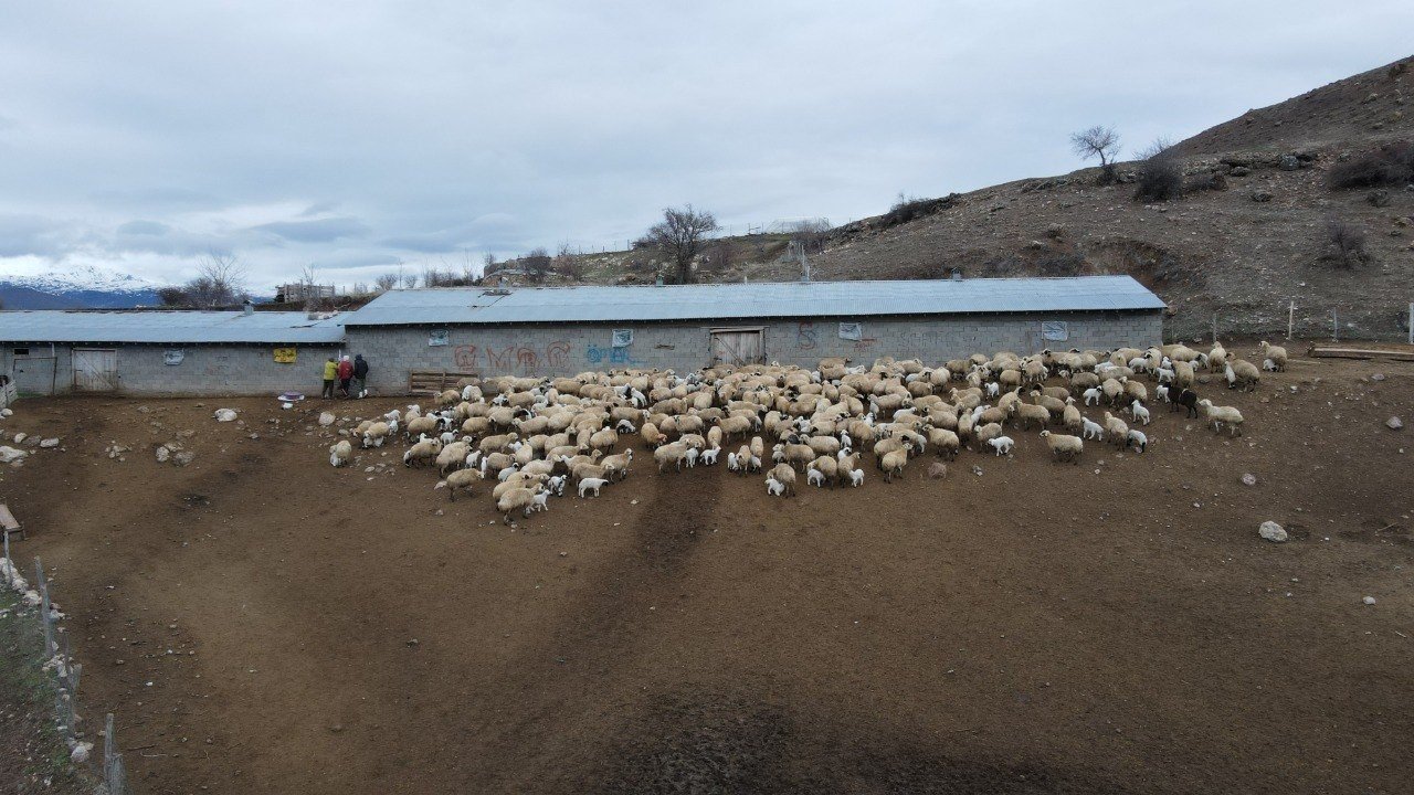 Kuzular Bahar Mevsi̇m (3)