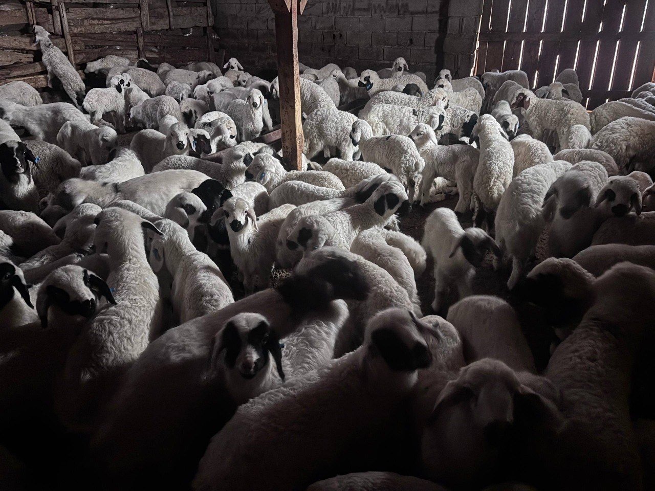 Kuzular Bahar Mevsi̇m (4)