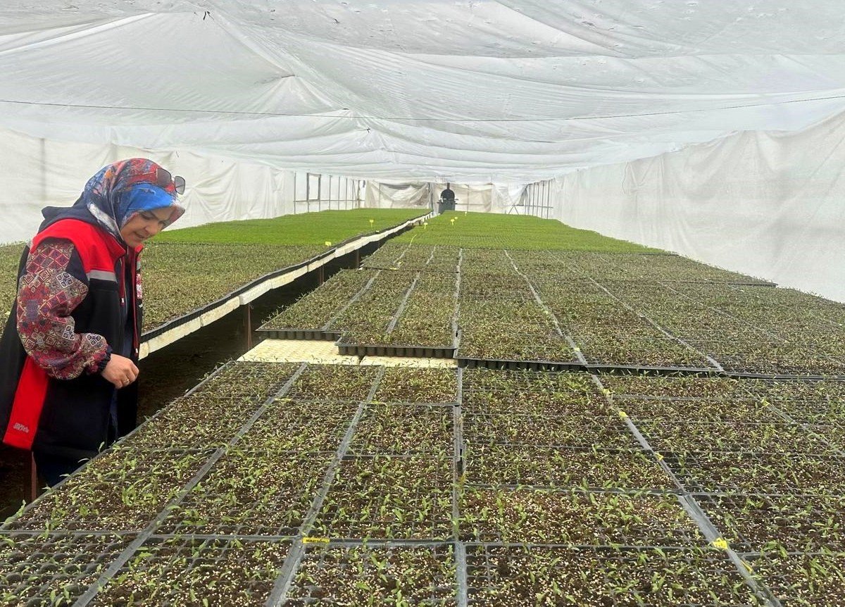 Sebze Fi̇deleri̇ (1)