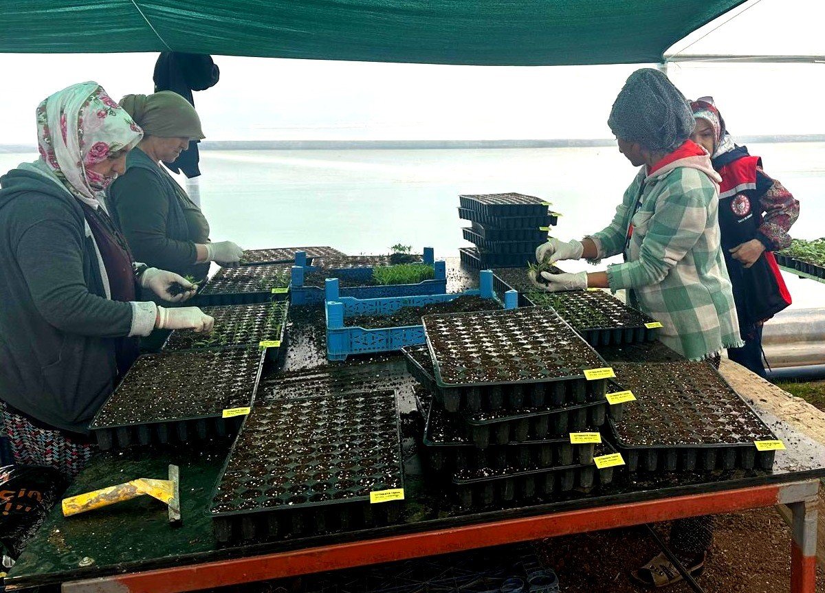 Sebze Fi̇deleri̇ (2)