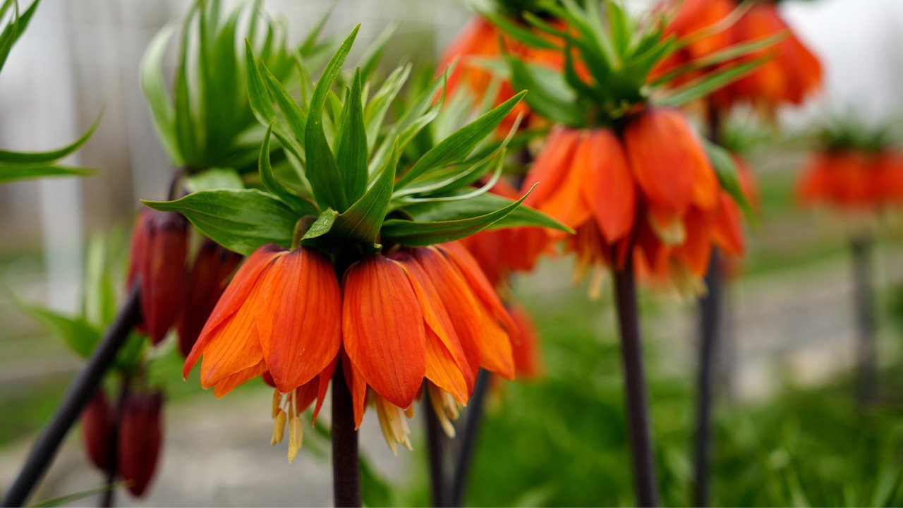 Ters Laleler Kemali̇ye 1