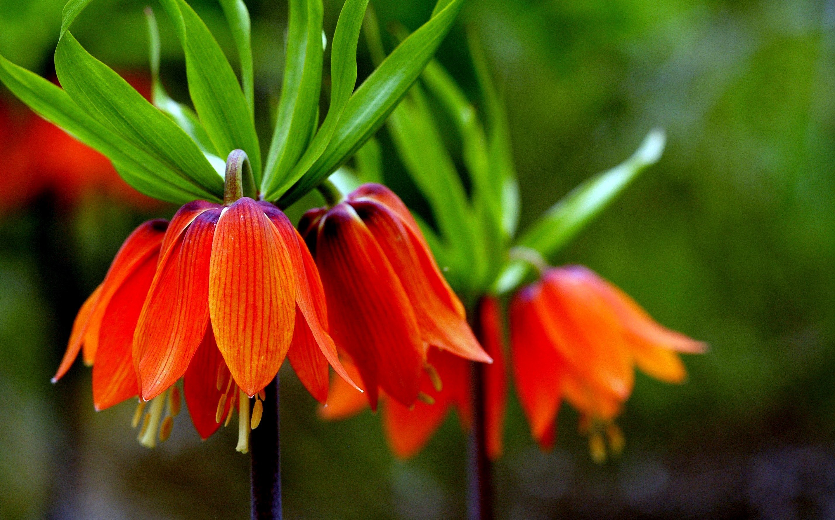 Ters Laleler Kemali̇ye (2)