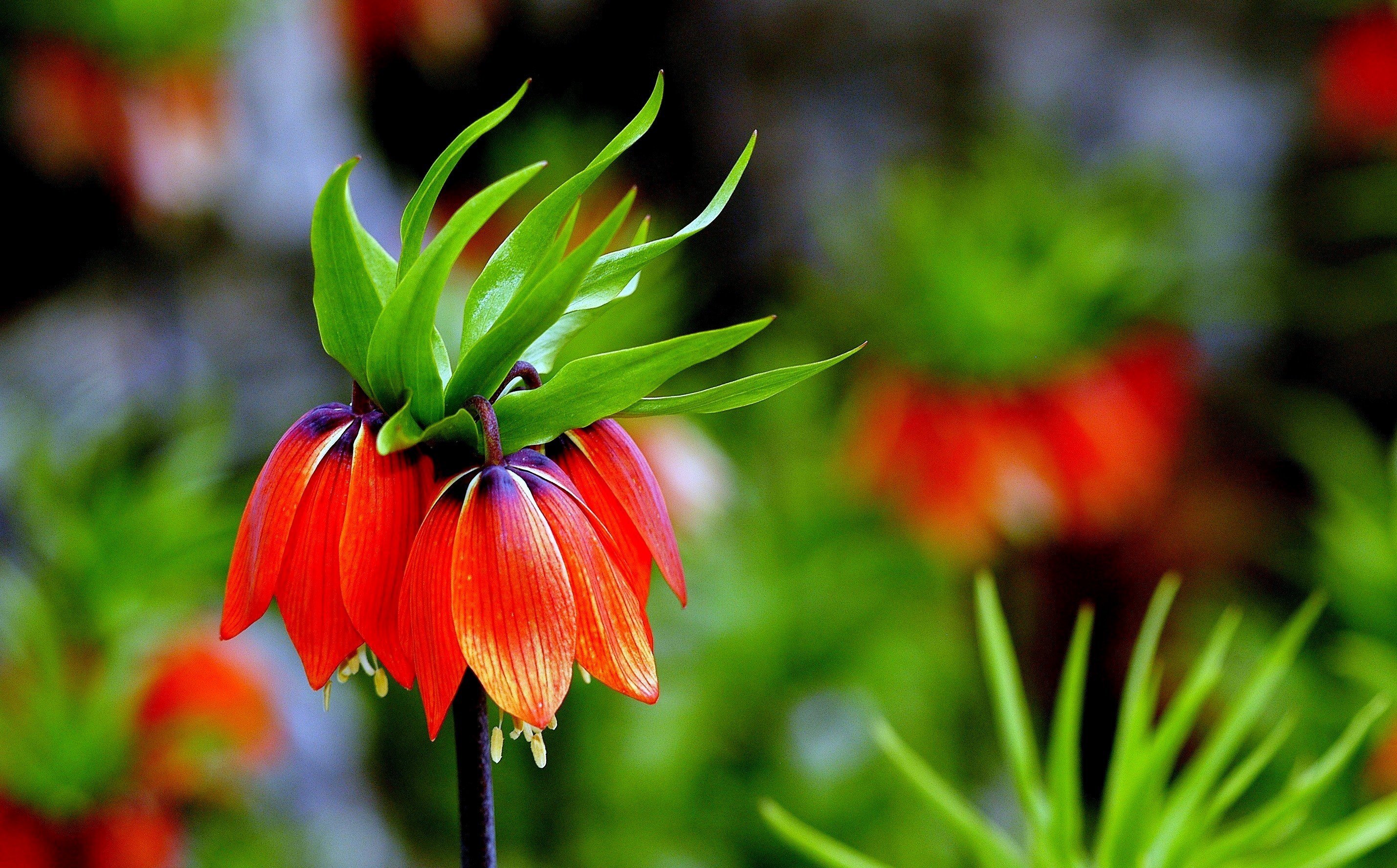 Ters Laleler Kemali̇ye (3)