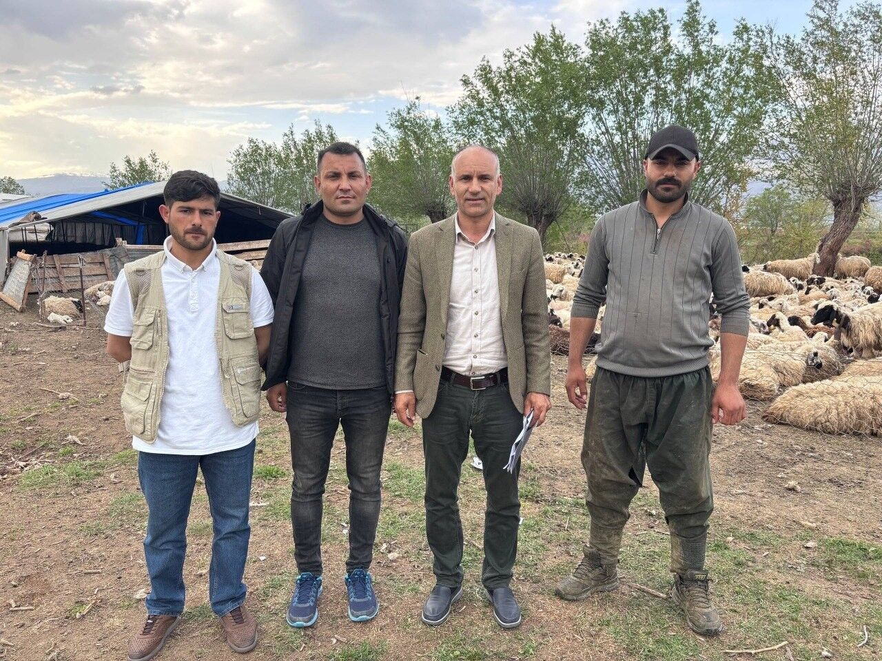 Afgan Çoban (3)