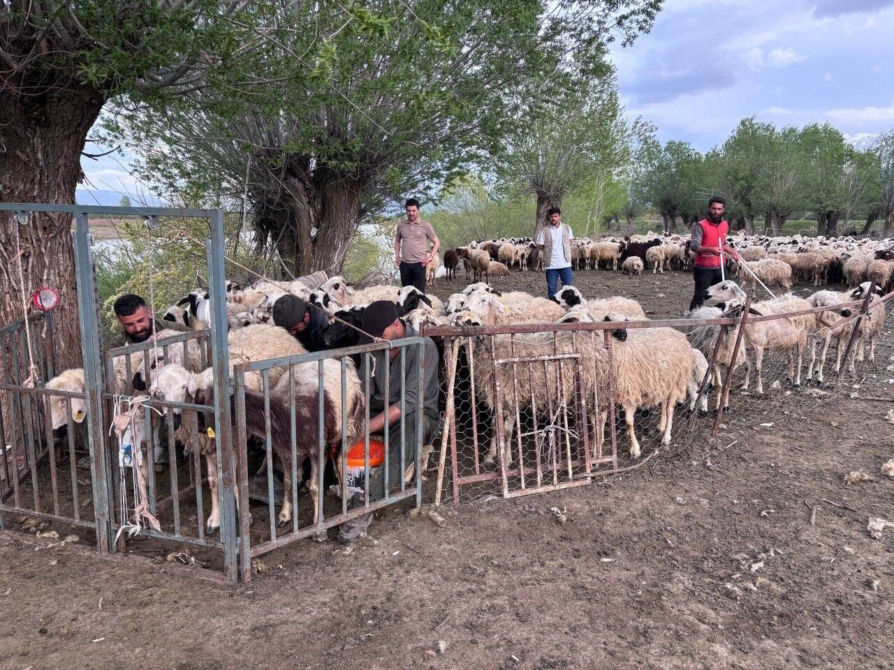 Afgan Çoban (4)