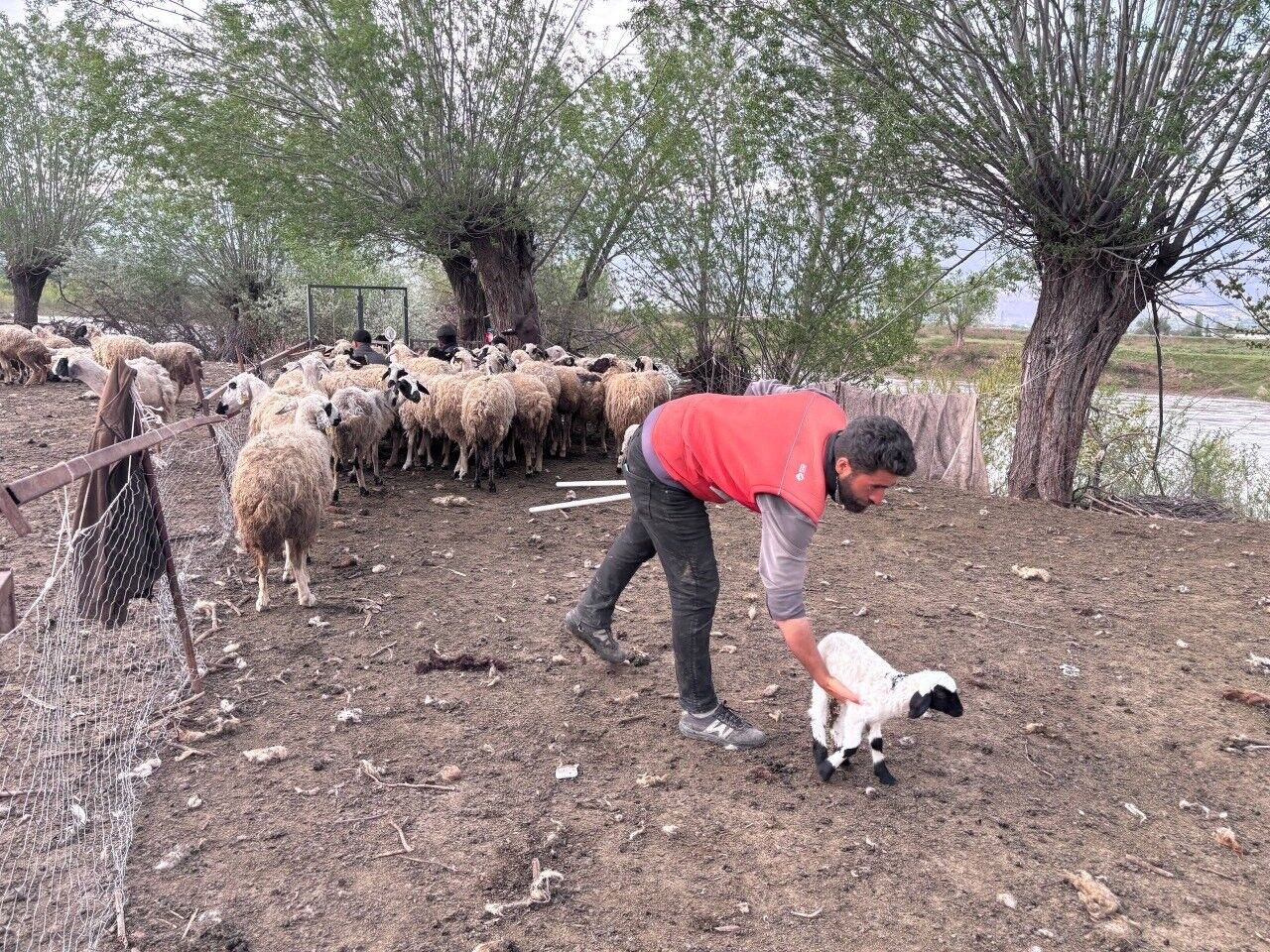 Afgan Çoban (5)
