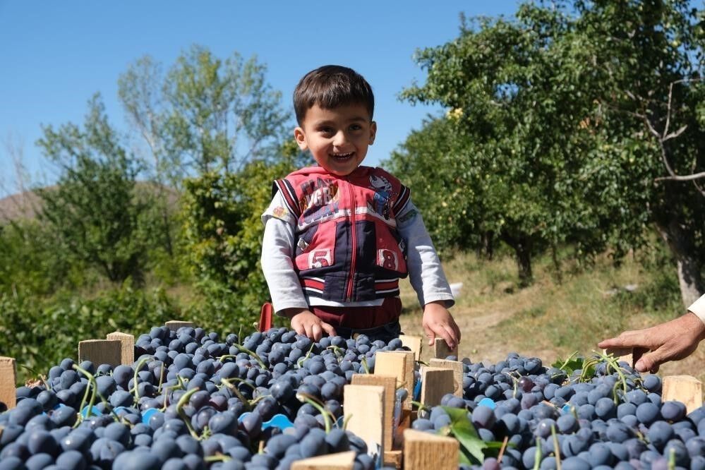 Ci̇mi̇n Üzümü Çeki̇rdekleri̇ (3)