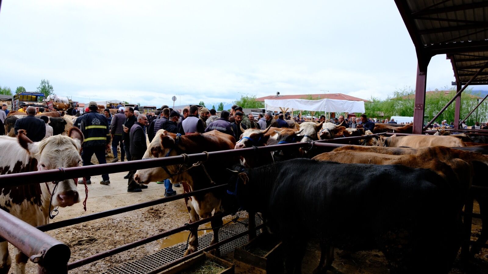 Kurban5