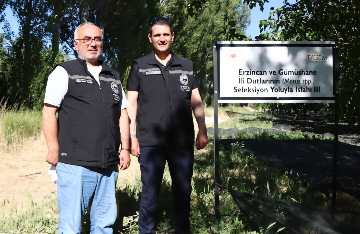 Bahçe Kültürleri̇ Dut Islahi 1