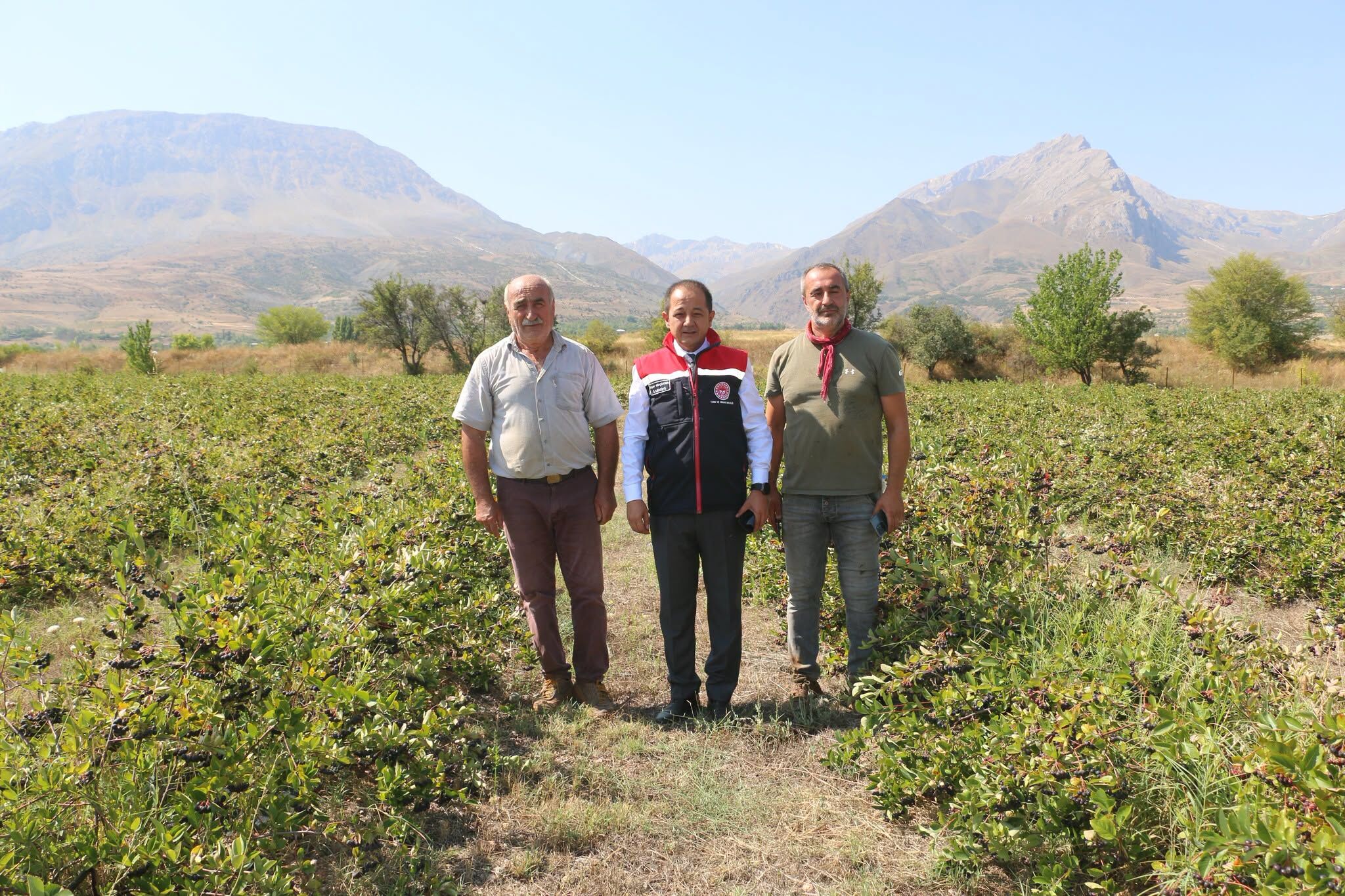 Erzi̇ncan Aronya Hasat 5