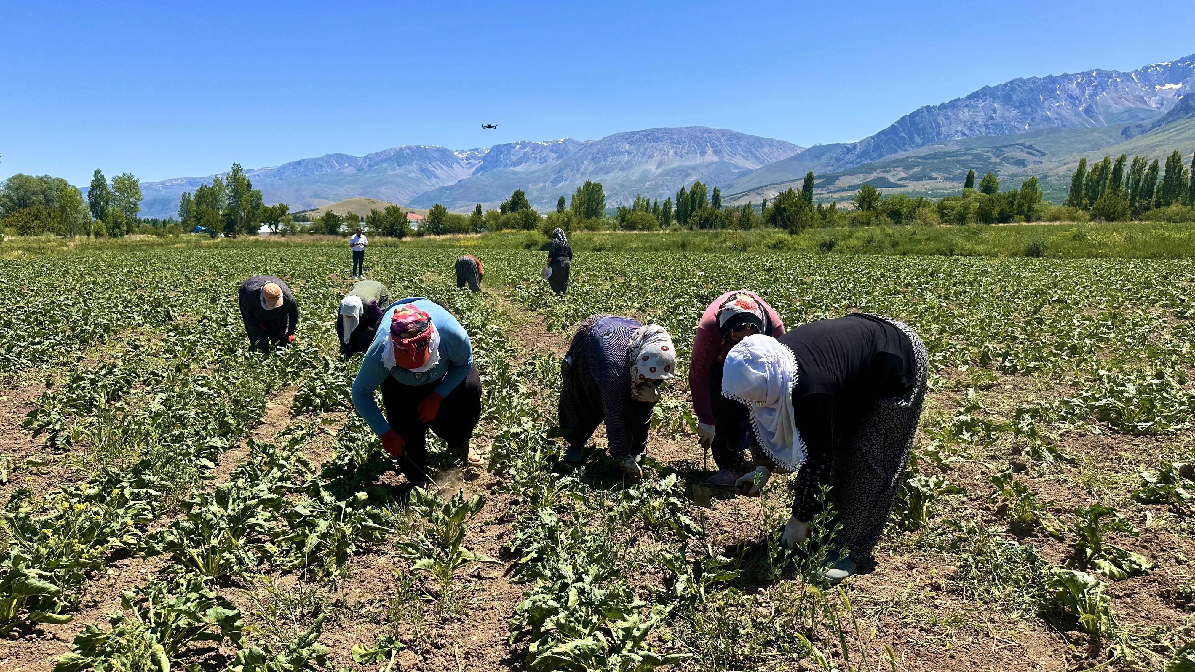 Pancar İşçi̇leri̇ Kadinlar (2)