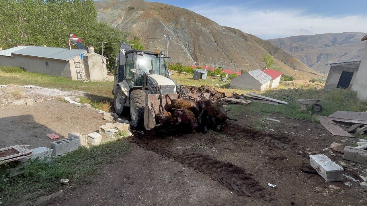 Telef Olan Hayvanlar 2