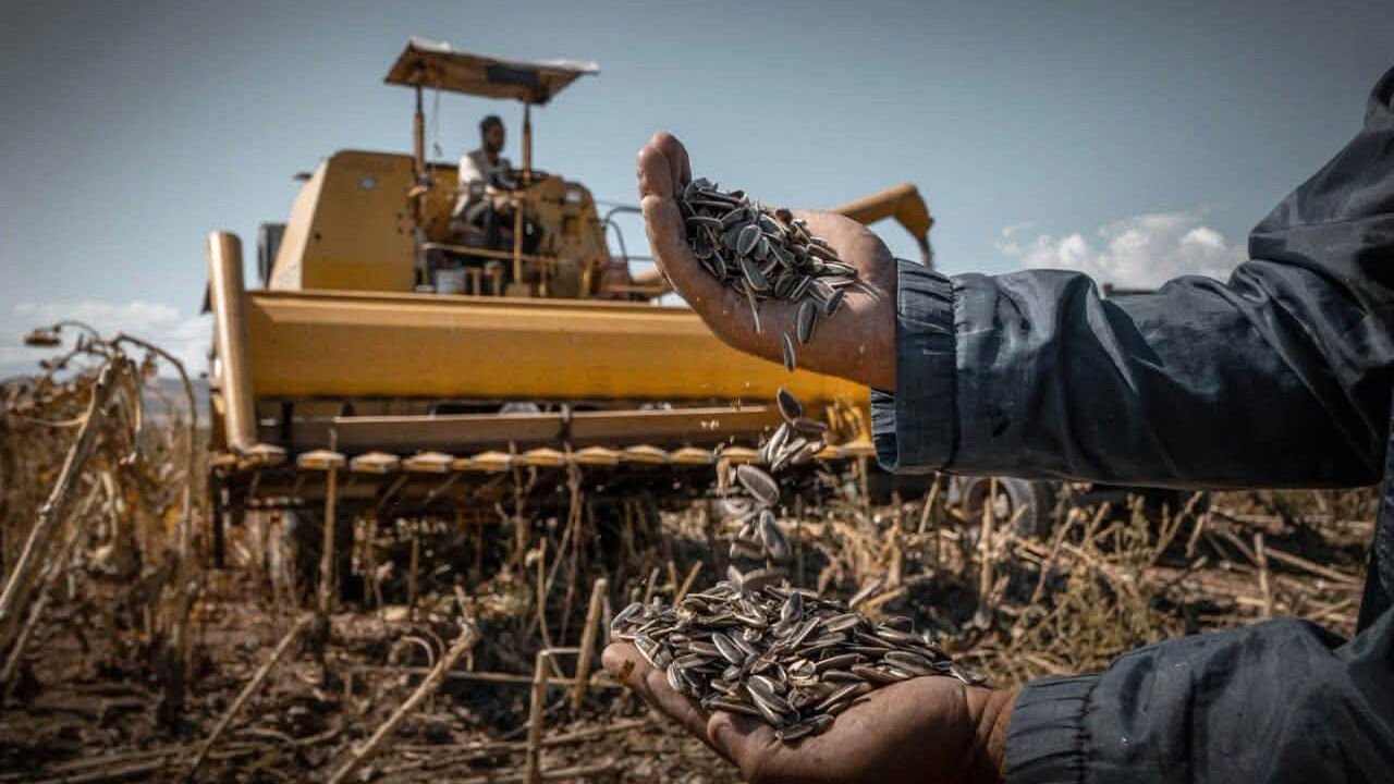 Çayırlı’da Ayçiçeği Tarlaları Biçerdöverlerle Hareketlendi