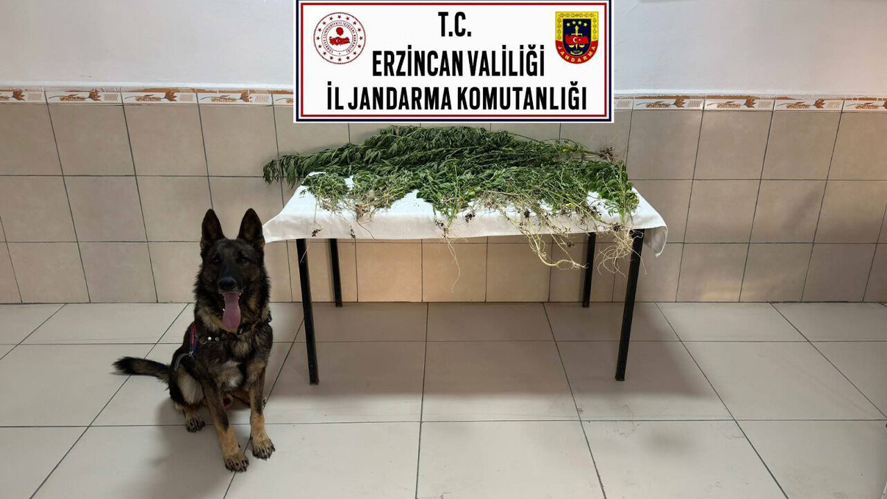 Üzümlü’de 227 Kök Kenevir Ele Geçirildi