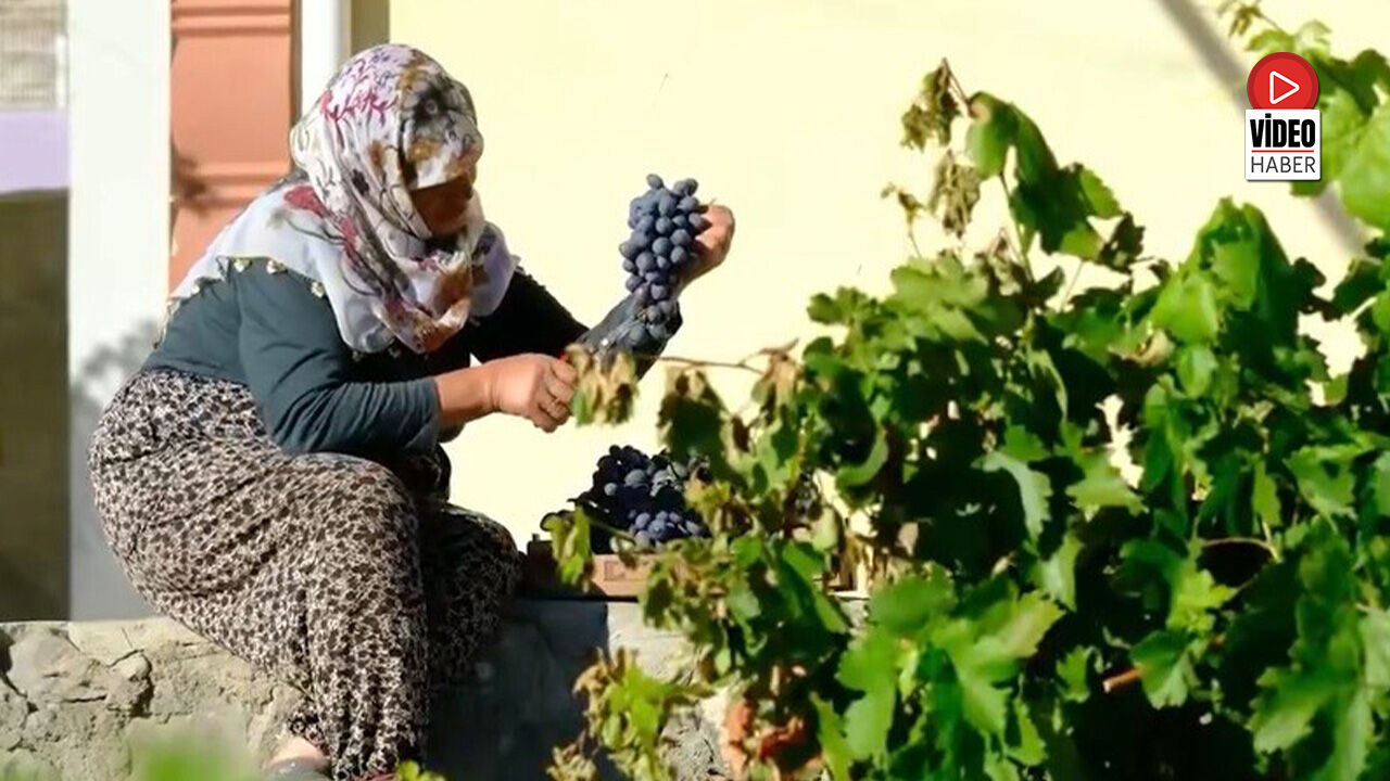 75 Yıllık Ömür, Nasırlı Eller ve Cimin Üzümü