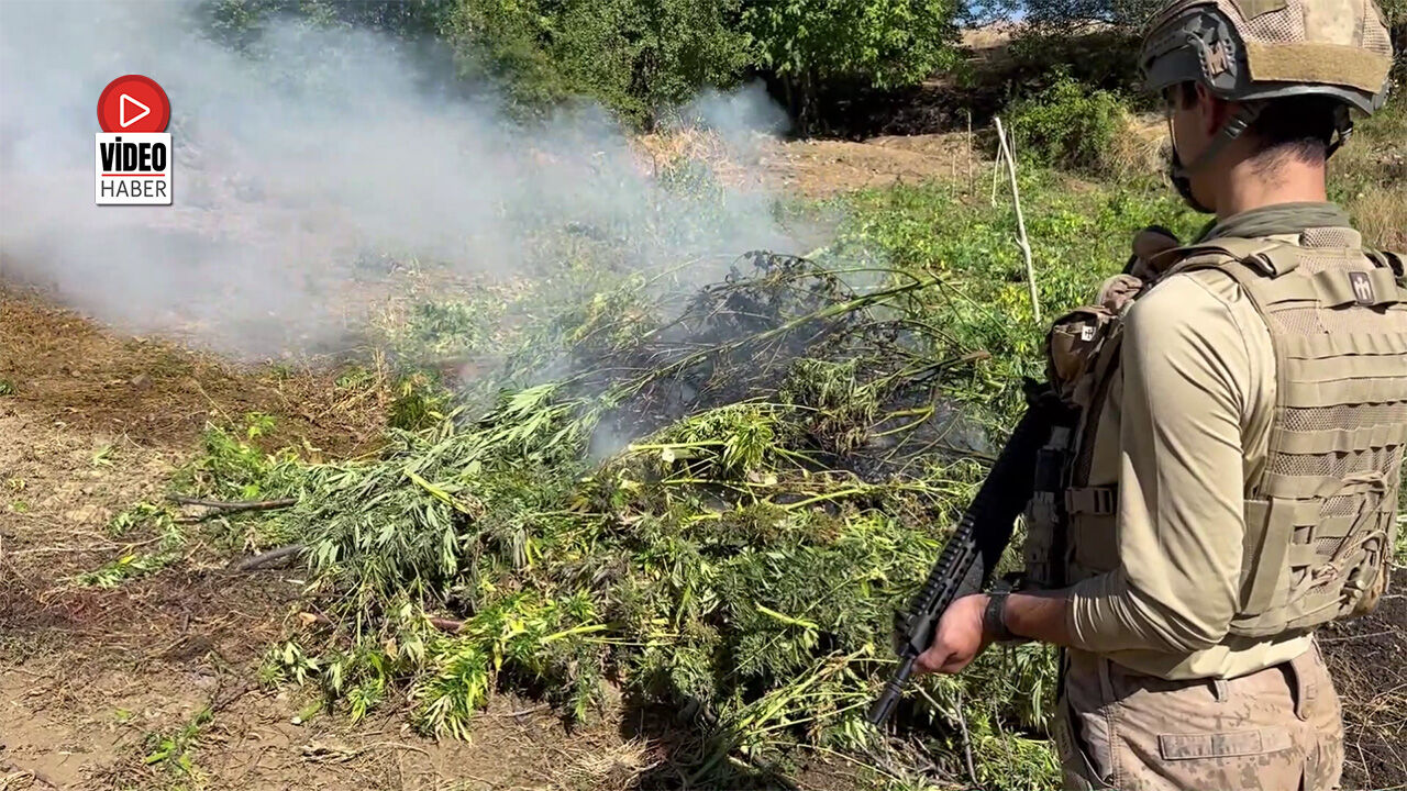 Kenevir Tarlalarına Jandarma Operasyonu