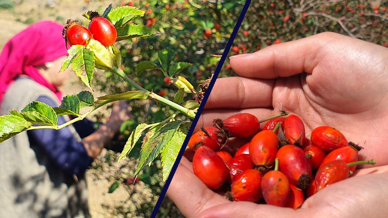 Toplaması Dert, Yapması Zahmet