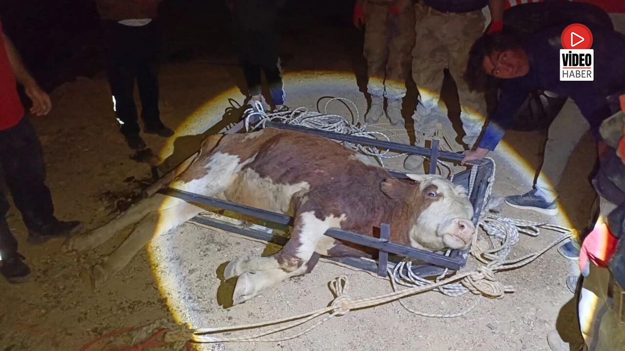 Erzincan'da Uçuruma Yuvarlanan Büyükbaş Hayvan Kurtarıldı