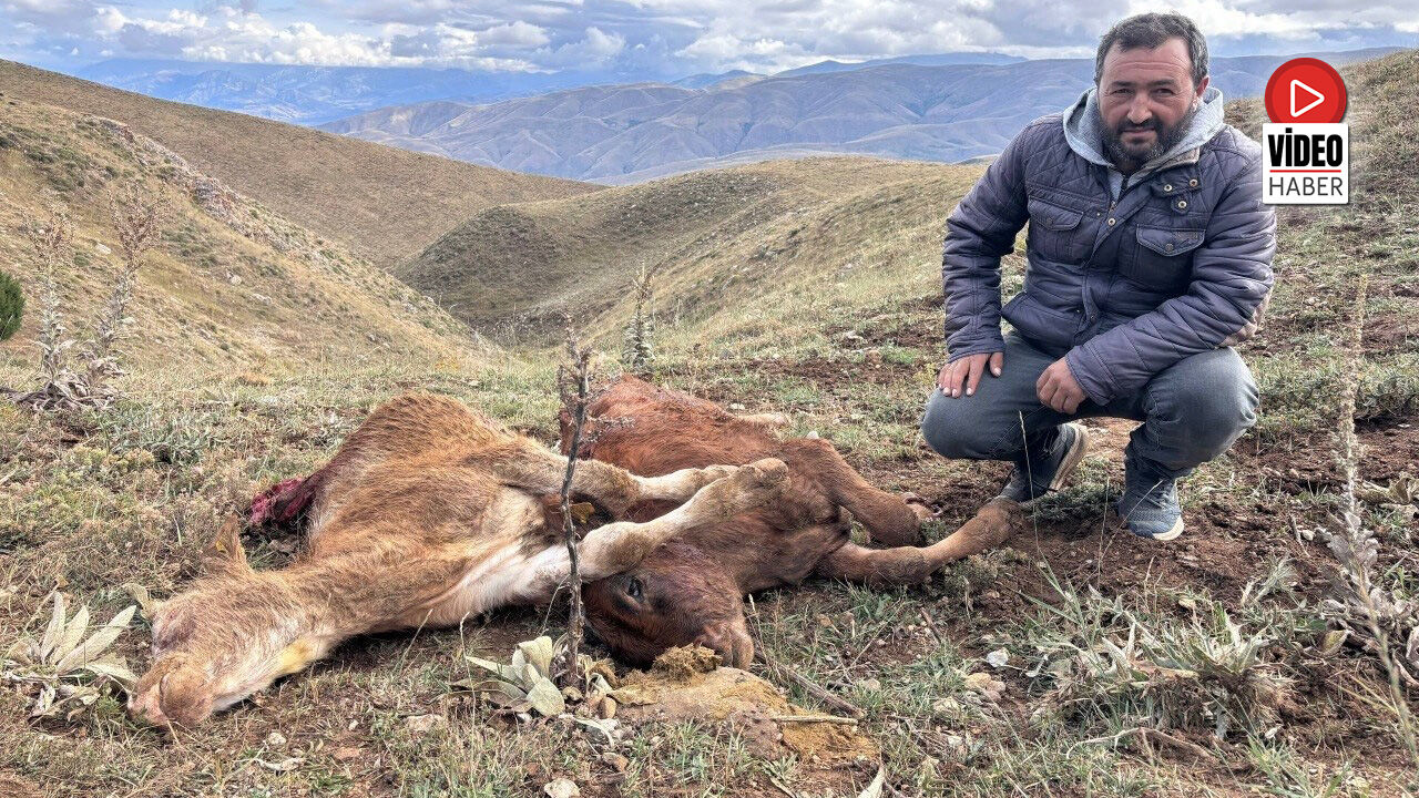 Erzincan'da Ayı Saldırısında 2 Buzağı Telef Oldu