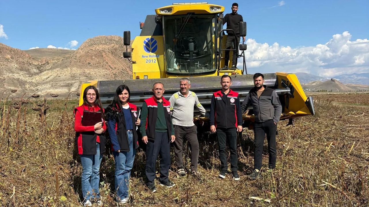 Ayçiçeği Hasadında Dane Kaybına Karşı Kontrol