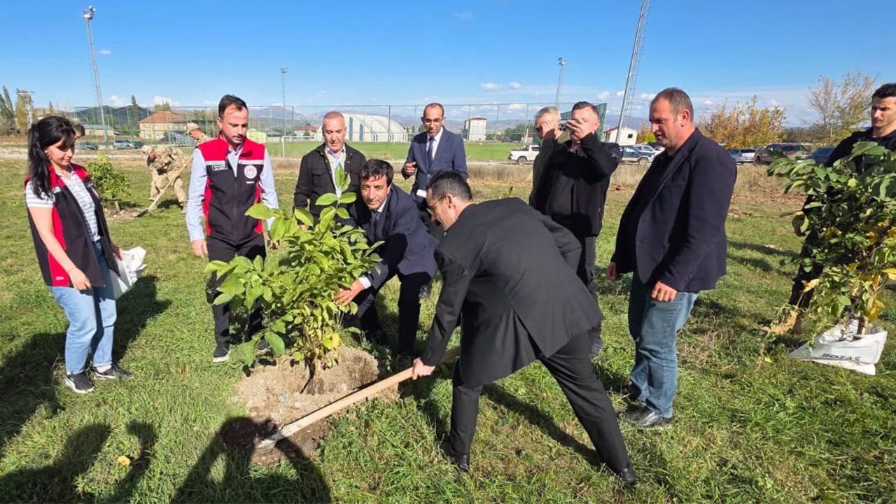 Çayirli Cevi̇z Ve Dut Ağaç Eki̇mi̇ 6