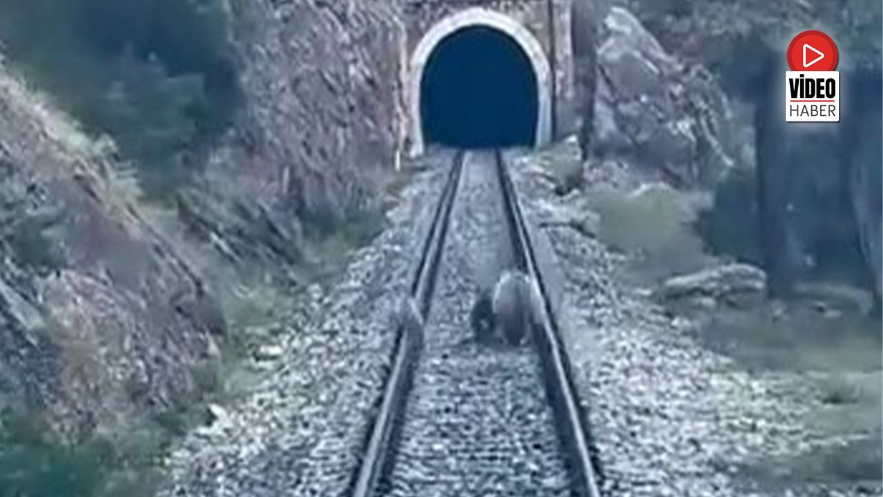 Erzincan Yolunda Ayı Ailesi Trenin Önüne Çıktı