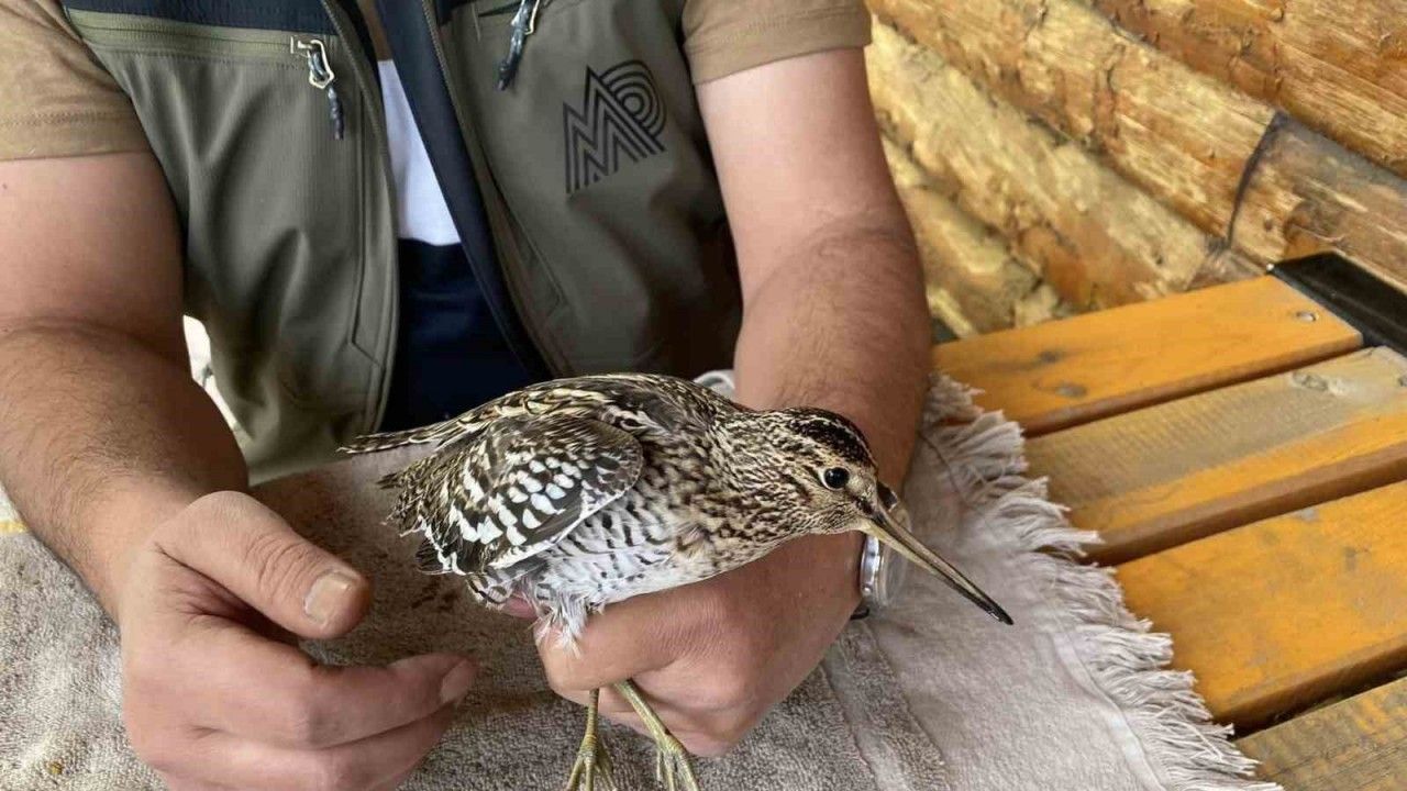 Iğdır’da uçamaz halde bulunan Su Çulluğu kuşu tedavi altına alındı