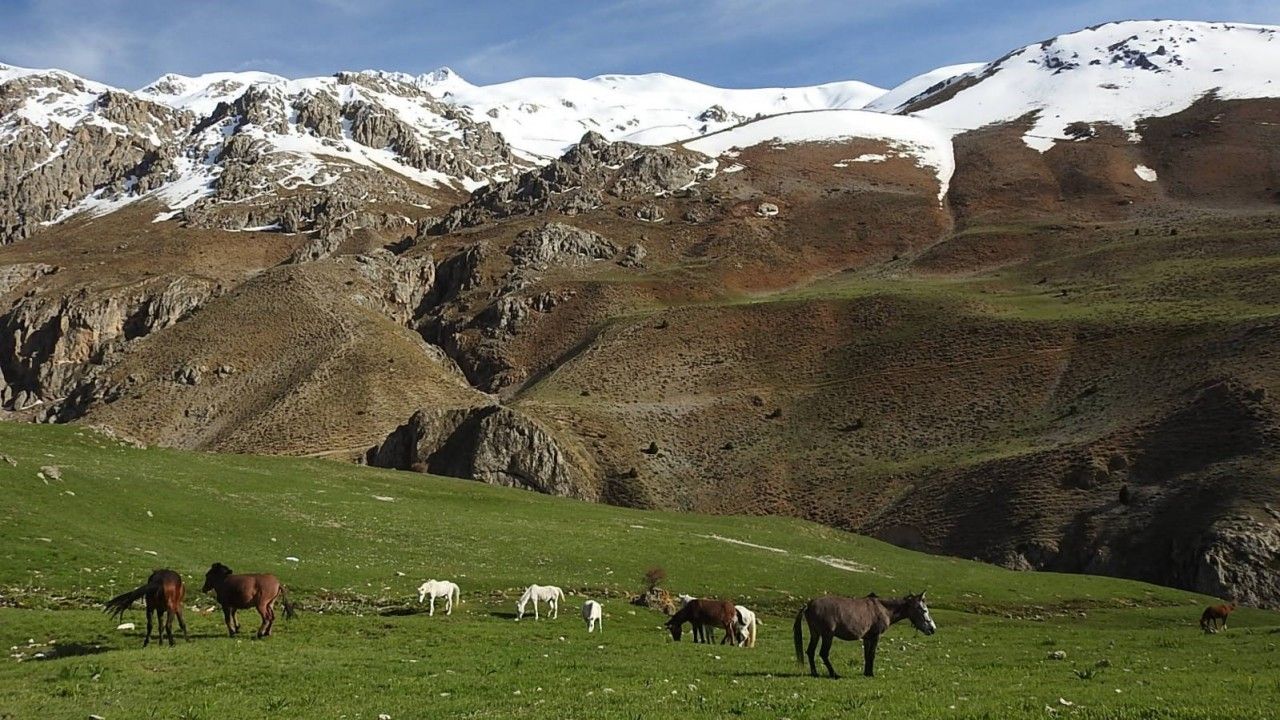 Munzur Dağlarındaki yılkı atları görüntülendi