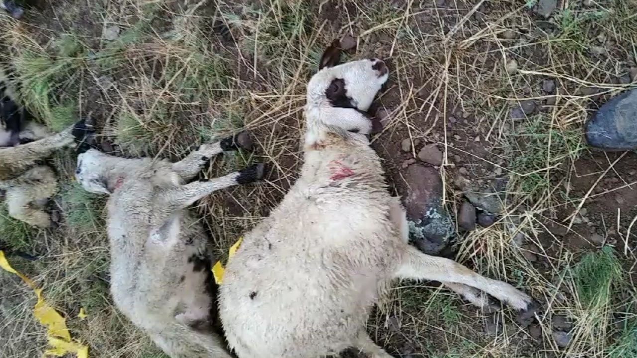 Ağrı’da yıldırım düşmesi sonucu bir çoban yaralandı, 30 koyun telef oldu
