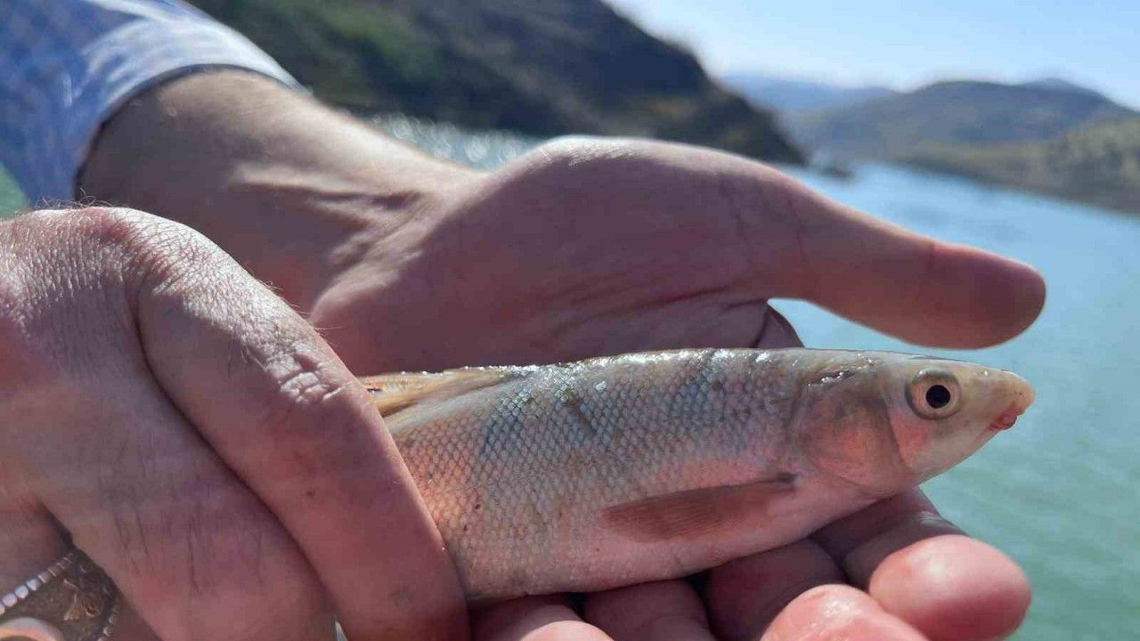 Siirt’in Şirvan Barajı’nda balık türleri incelendi