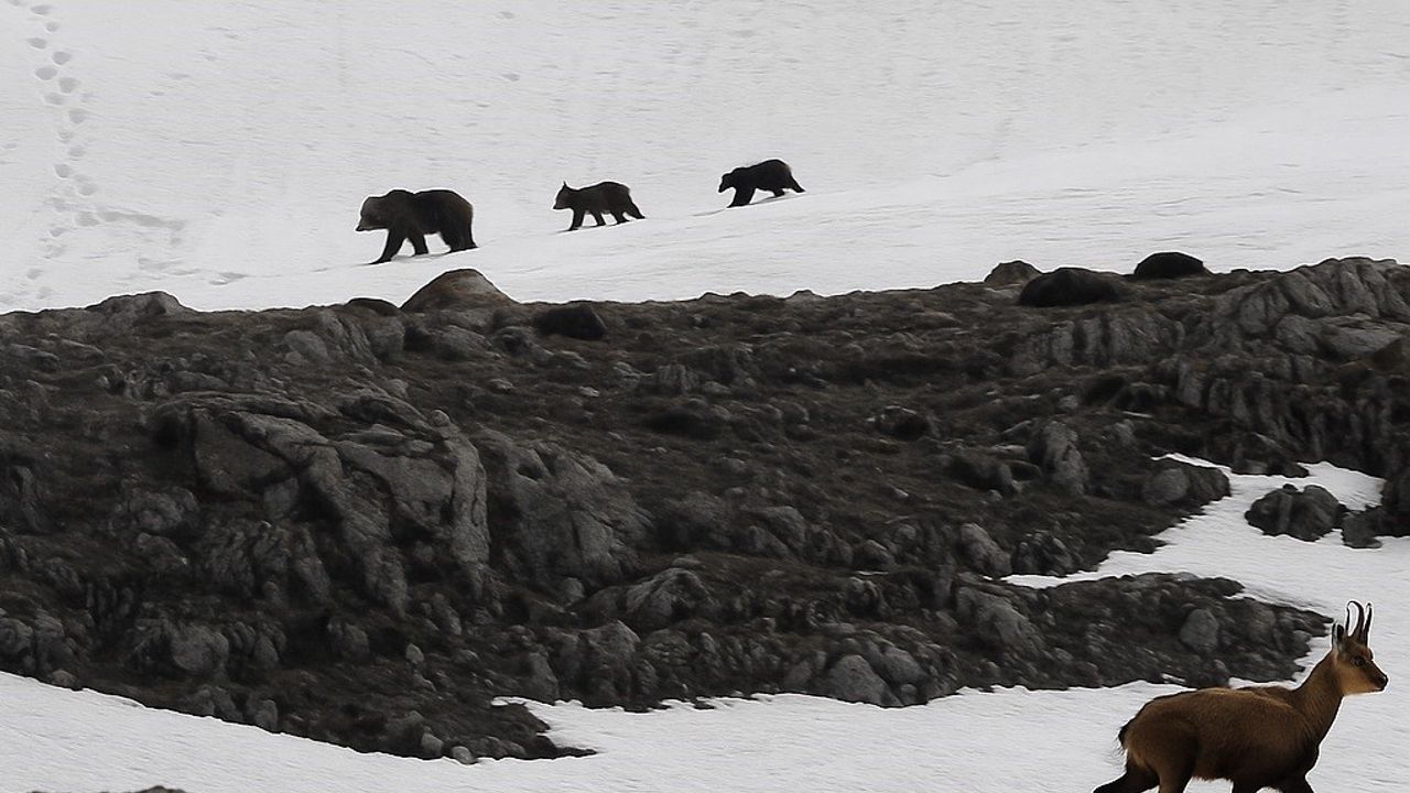 Boz Ayıdan Kaçan Dağ Keçileri Kamerada
