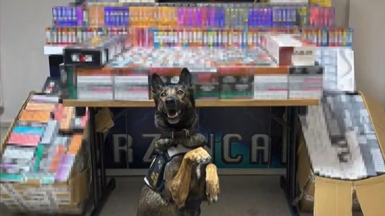 Erzincan’da dedektör köpeği hera, 11 bin 600 kaçak ürünü yakalattı