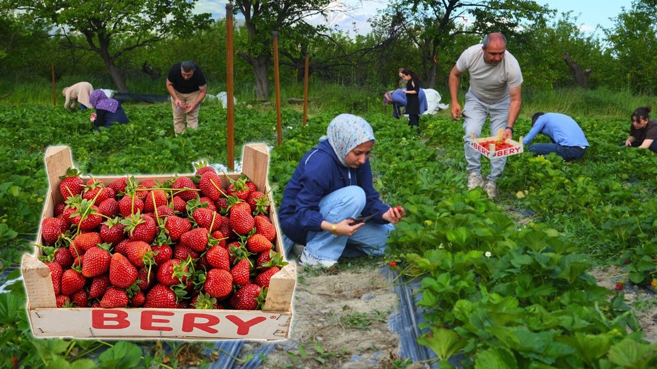 Erzincan'da Yeni Akım: Dalından Çilek Toplama Deneyimi