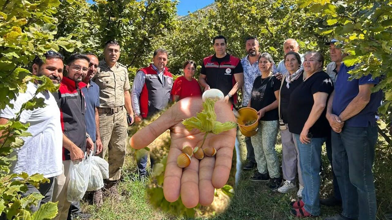 Kemah'ta Nadir Üretim: Fındık Hasadı Yapıldı
