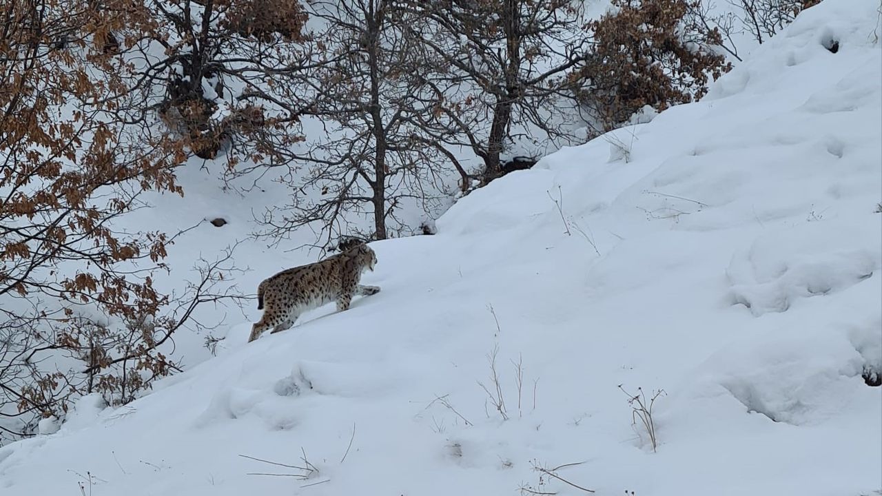 Tunceli’de kırmızı listede bulunan 2 vaşak görüntülendi