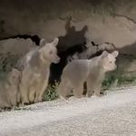 Erzincan Pülümür Karayolunda Ayı ve Yavruları Görüntülendi