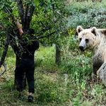 Bahçeye Zarar Veren Ayıların Peşine Düştü, Drone ile Buldu