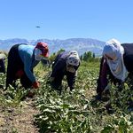 Kavurucu Sıcağa Rağmen Pancar Tarlalarında Çapa Mesaisi