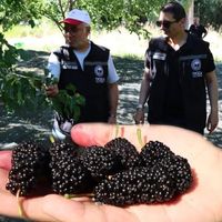 ERZİNCAN