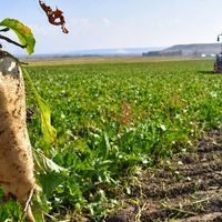 ERZİNCAN