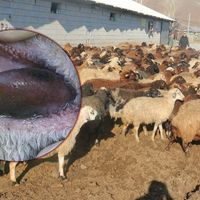 ERZİNCAN