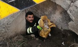 Köprü altında mahsur kalan yavru köpekleri itfaiye kurtardı