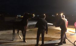 Gübre yığınında mahsur kalan at itfaiye ekiplerince kurtarıldı