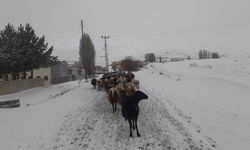 Kar yağışı koyun sürülerine zor anlar yaşattı